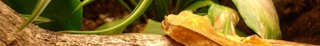 Crested Gecko in a Living Vivarium