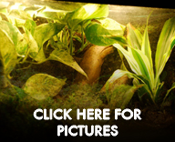 Living Vivarium Pictures