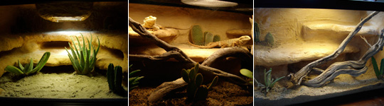 Desert Living Vivariums