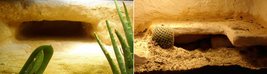 Desert Living Vivariums - Caves and Cliffs