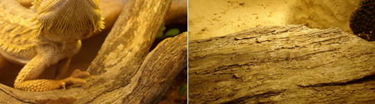 Desert Wood for Desert Living Vivariums