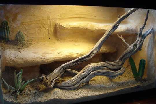 Desert Living Vivarium with plants, naturalistic cliffs and wood