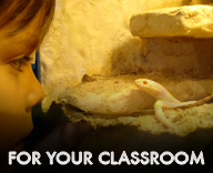Living Vivariums for your Classroom!