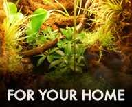 Living Vivariums for your Home!