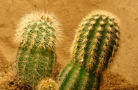 Desert Plants