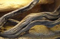 Desert Wood