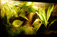 Bama Vivairum Tropical Enclosure