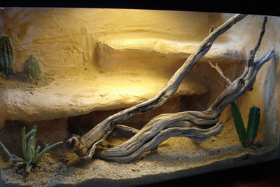 Bama Desert Living Vivarium