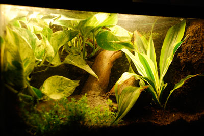 Bama Vivarium Desert Cliff