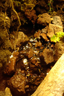 Bama Vivarium Desert Cliff