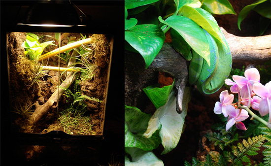 Premium Living Vivariums