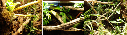 Tropical Living Vivariums by Bama Reptiles