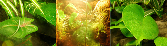 Tropical Living Vivarium Misting Systems