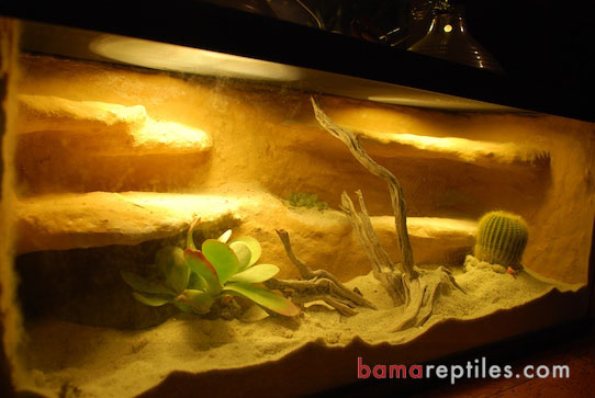 20 Gallon Long Desert Vivarium for a Rosy Boas