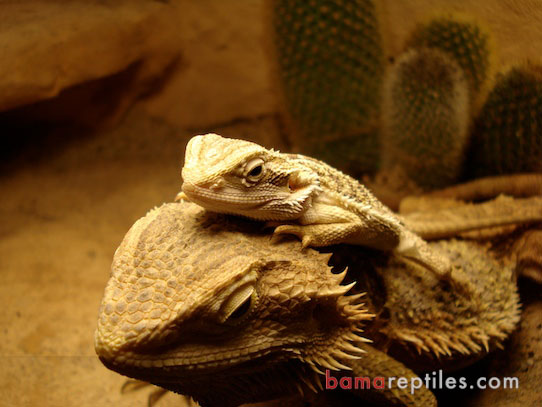 Mom and child hanging out together in a Desert Vivarium