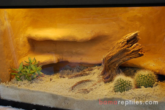 10 Gallon Desert Living Vivarium