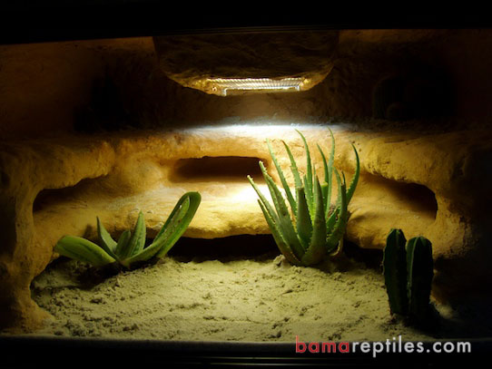 Customized Vision Cage Desert Vivarium for Rosy Boas