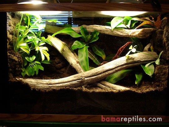 20 Gallon Tropical Living Vivarium with Plants and Wood
