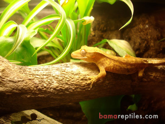 Juvenile Crested Gecko hanging out in his Tropical Living Vivarium
