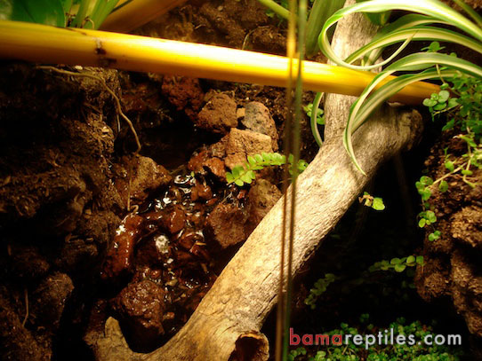 Customized Tropical Exo-Terra Living Vivarium enclosure closeup of the waterfall