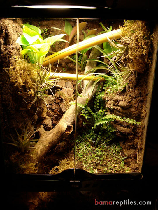 Customized Tropical Exo-Terra Living Vivarium enclosure with custom waterfall