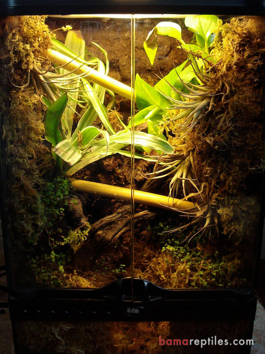 Custom Exo-Terra Tropical Vivarium Enclosure with extra Tropical plants and customized Waterfall