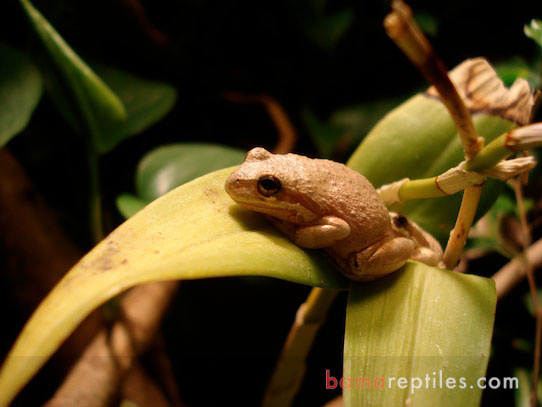 Closeup of tree frogs on orchids in a large Tropical Living Vivarium