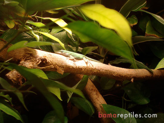 Green Anole in a large Tropical Living Vivarium