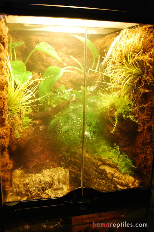 Custom Exo-Terra Tropical Vivarium Enclosure with extra Tropical plants and customized Waterfall with misting system