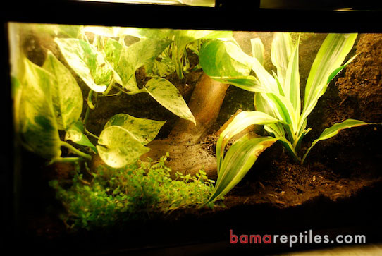 10 Gallon Tropical Living Vivarium