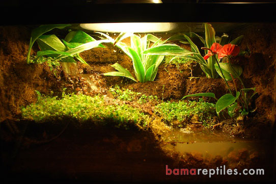 20 Gallon Tropical Living Vivarium with a custom waterfall