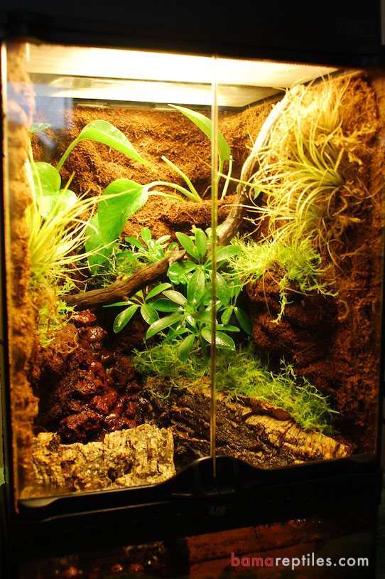 Custom Exo-Terra Tropical Vivarium Enclosure with extra Tropical plants and customized Waterfall