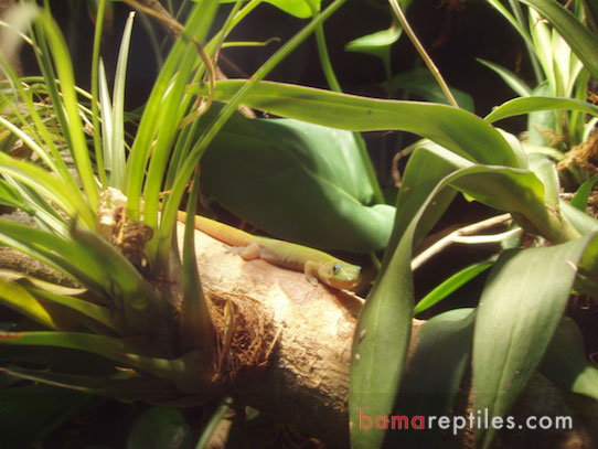 Adult Female Day Gecko in Tropical Living Vivarium